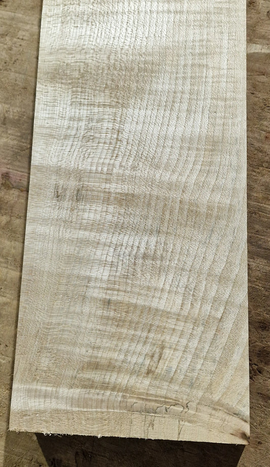 Halsrohling Riegelahorn 230226 B-Ware