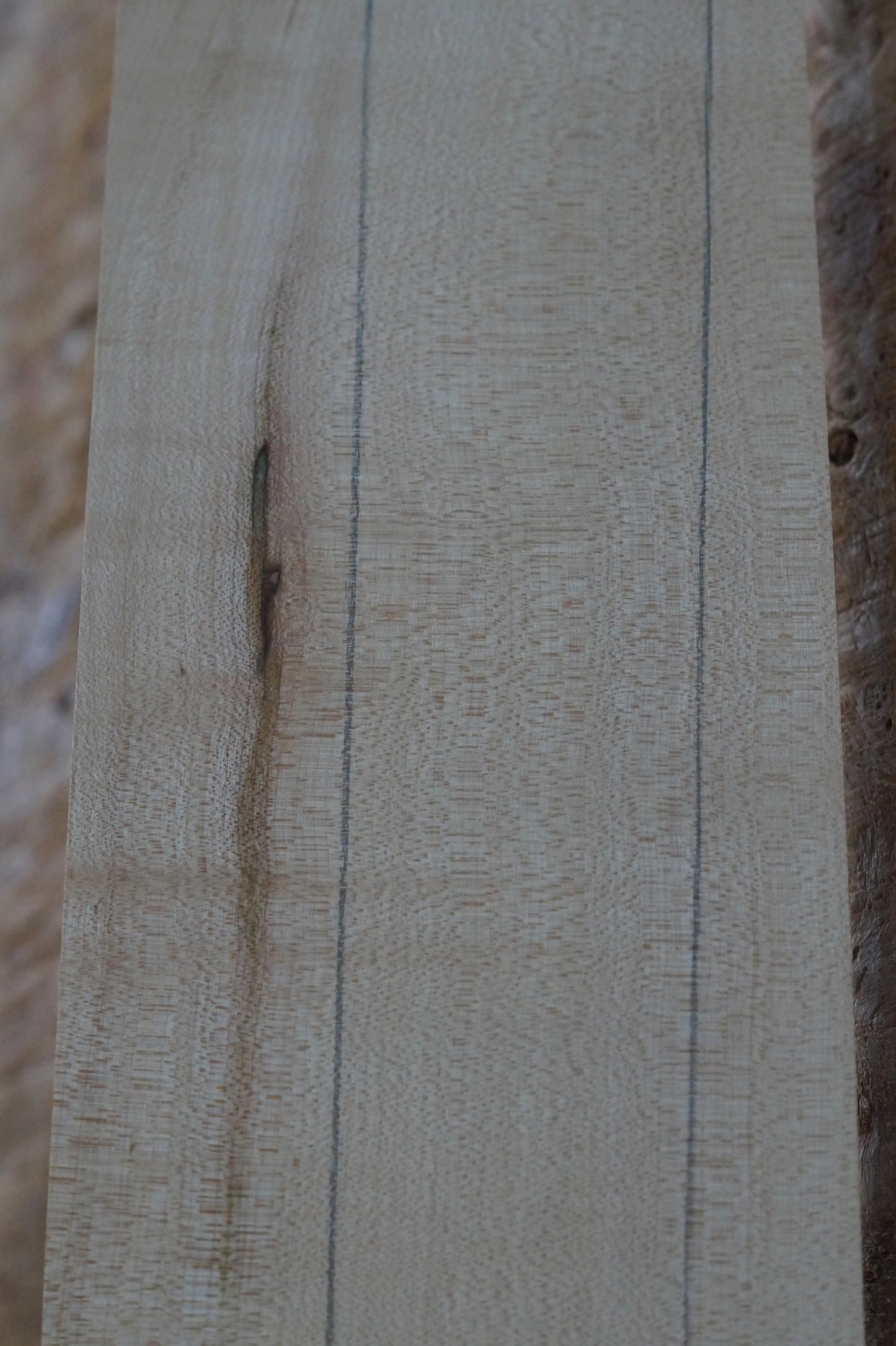 Halsrohling Ahorn 050224-1 Bass