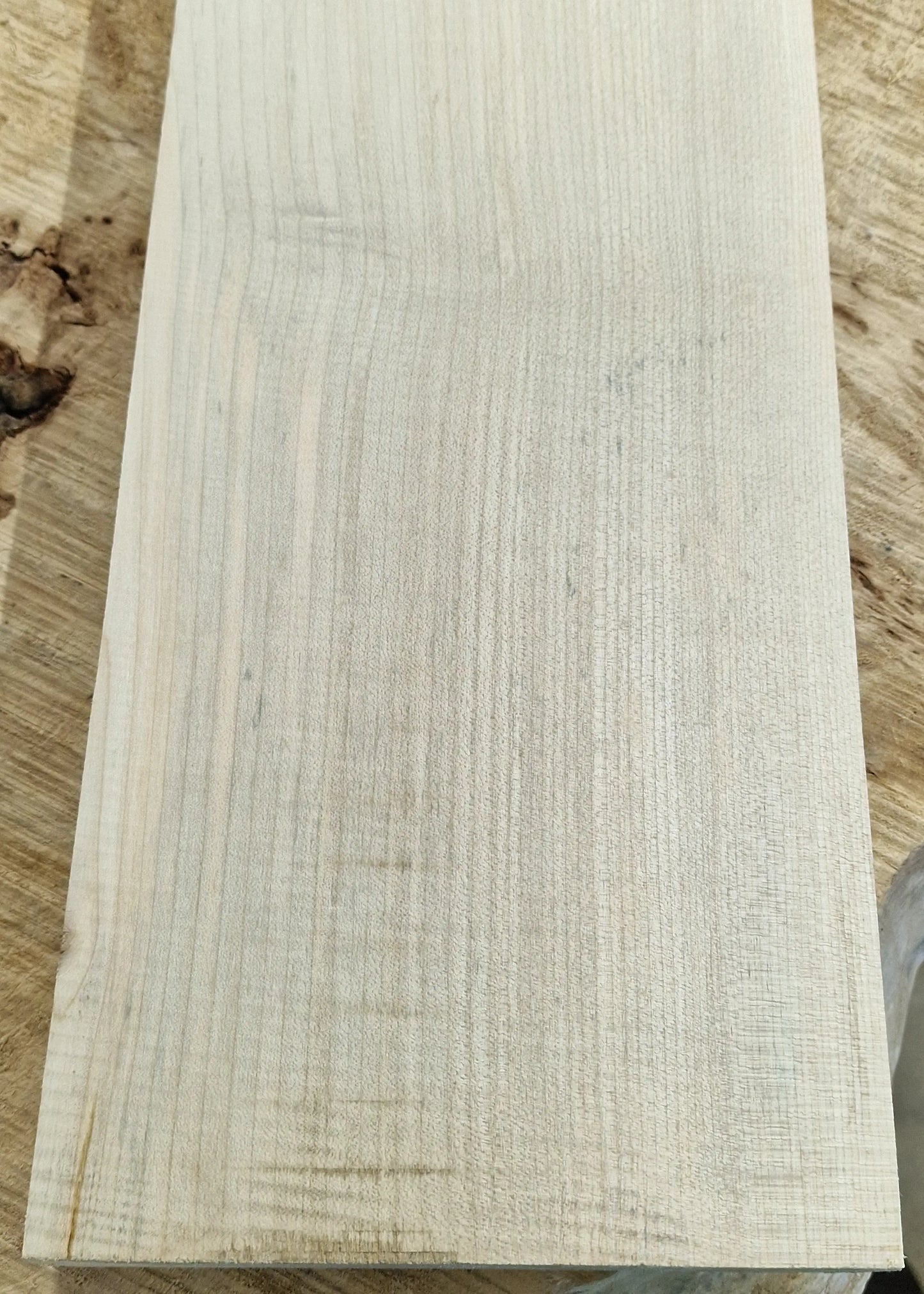 Halsrohling Ahorn 290825 Bass