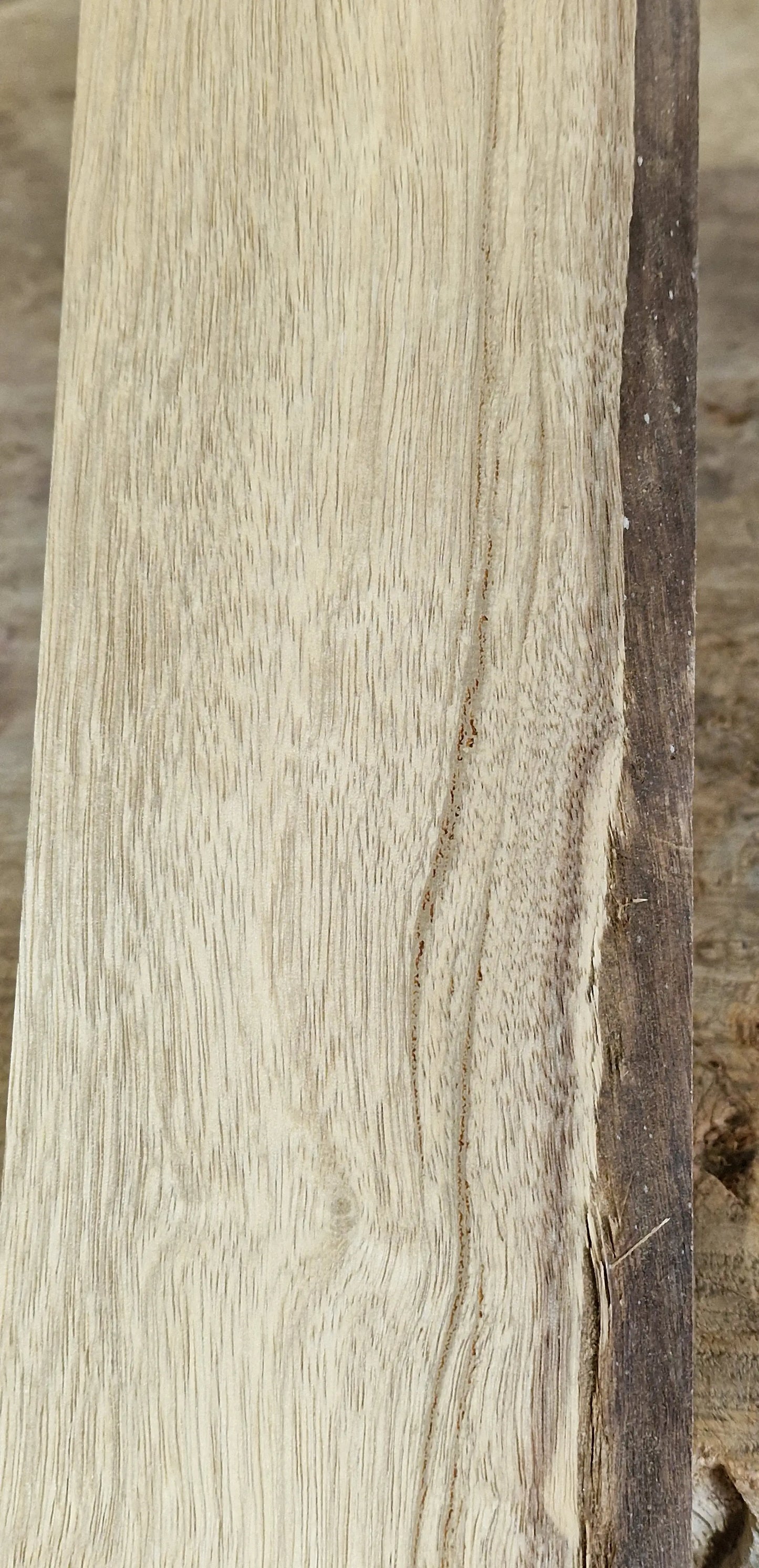 Halsrohling Korina 101225