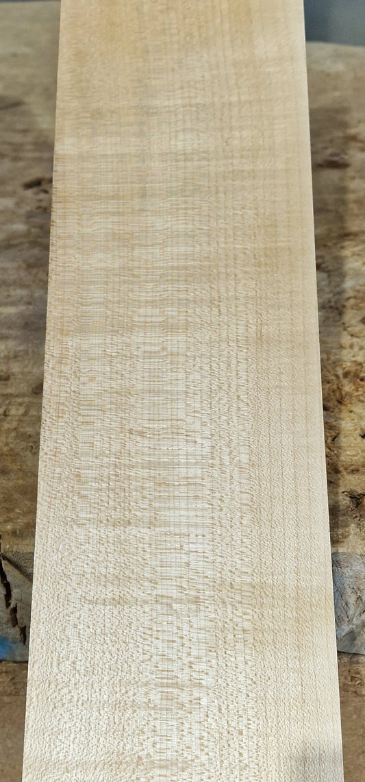 Halsrohling Riegelahorn 101225-1