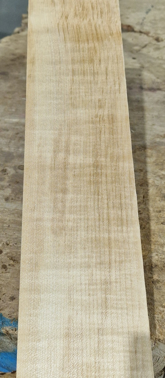 Halsrohling Riegelahorn 101225-3