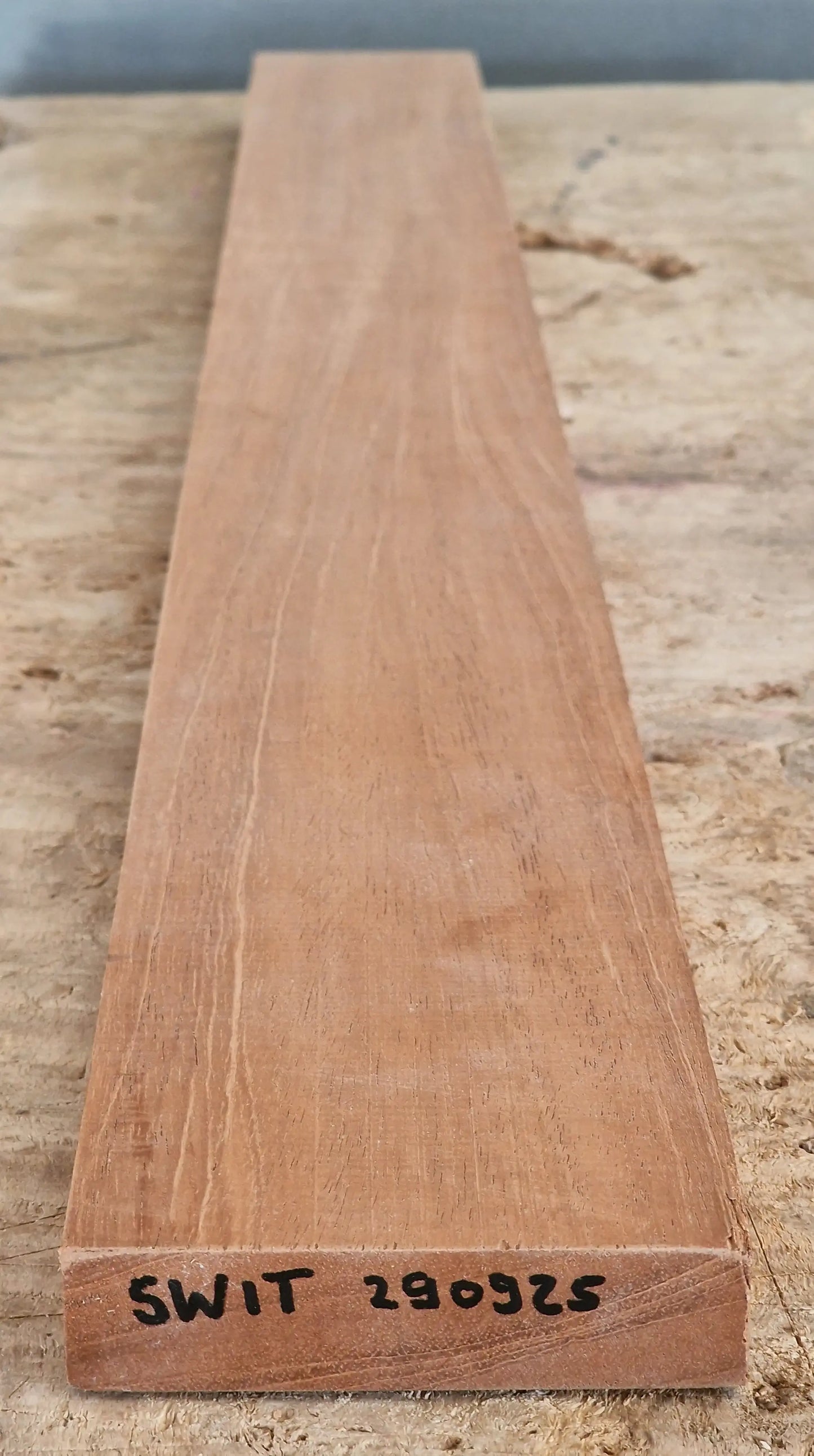 Halsrohling Swietenia 290925