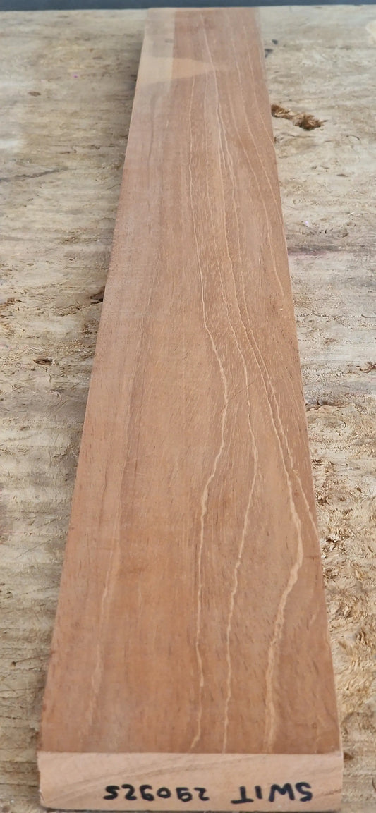 Halsrohling Swietenia 290925