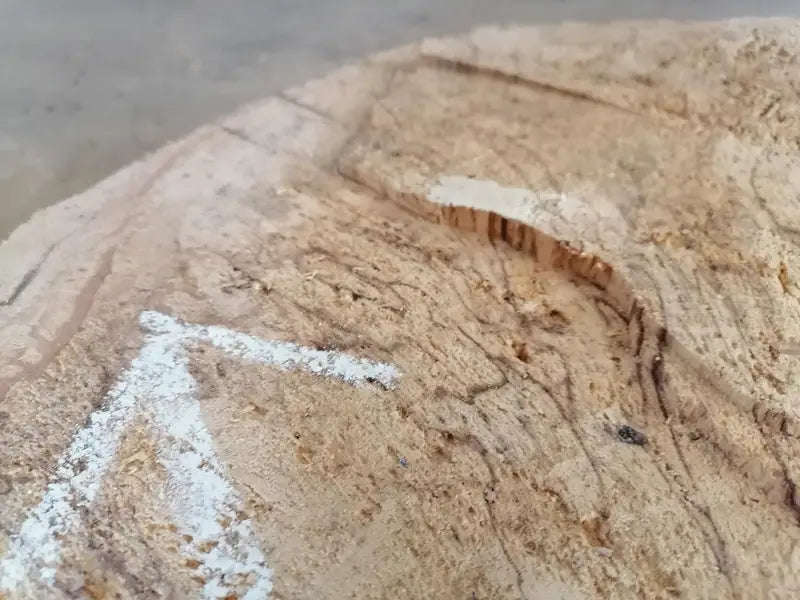 Tischplatte Cookie Buche gestockt Nr.2
